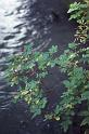 C Rockies 040 Sep-1981 Wild Roses
